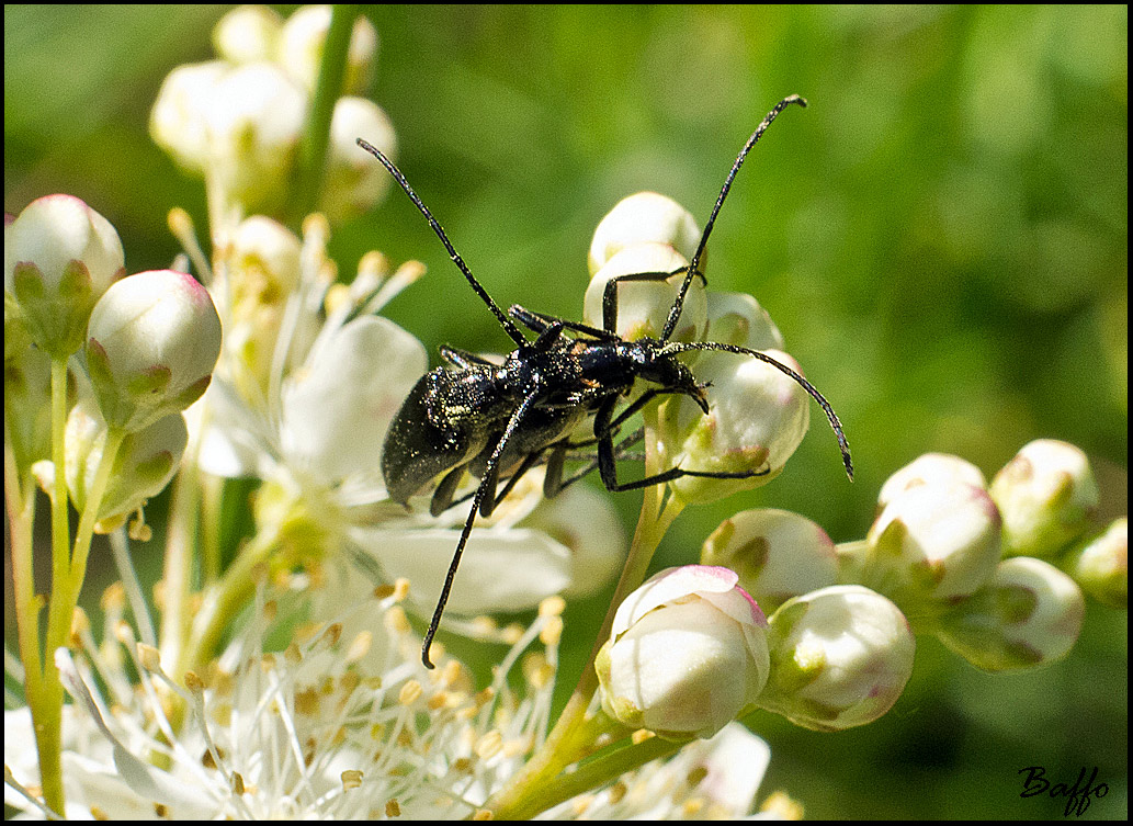 Stenopterus Ater ? No. Stenurella nigra